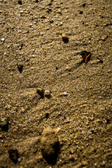A close-up of fine sandy terrain with scattered pebbles and shell fragments, highlighted by natural lighting and shadow patterns.