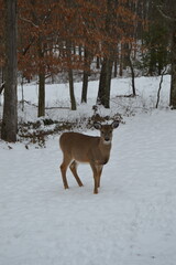 deer in snow