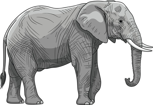 Detailed grey elephant illustration with tusks, realistic wildlife animal drawing suitable for educational materials, safari content, conservation themes, and nature designs.
