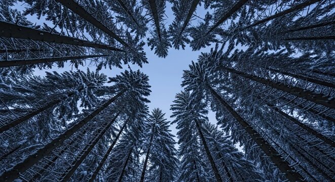Looking up at snowy pine trees, winter forest, blue sky, cold nature - Powered by Adobe