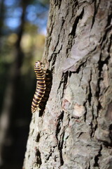 caterpillar on tree