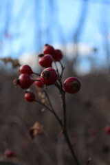 red berries on a branch