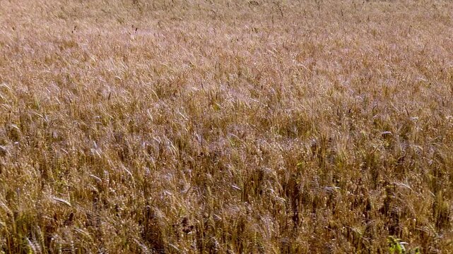 Ripe Barley Fly-By
