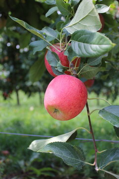 red apples on a tree