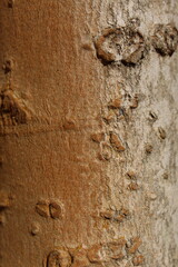 tree bark