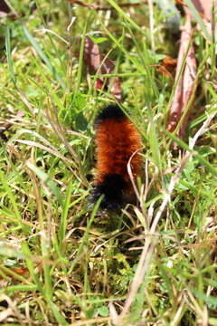 woolly bear caterpillar in the grass
