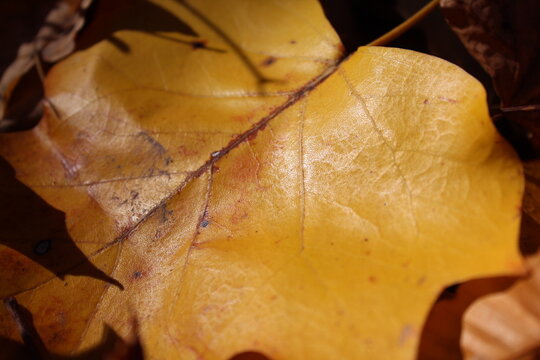 close up of an autumn leaf