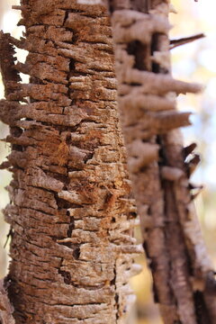peeling tree bark
