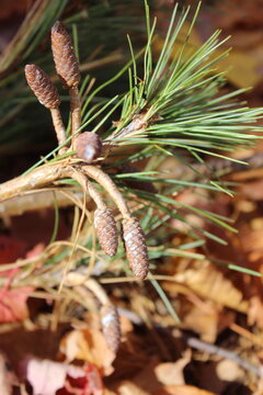 pine cones on a branch