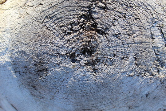 drift wood texture