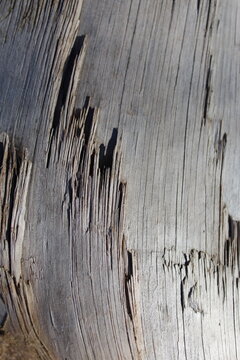 old wood texture