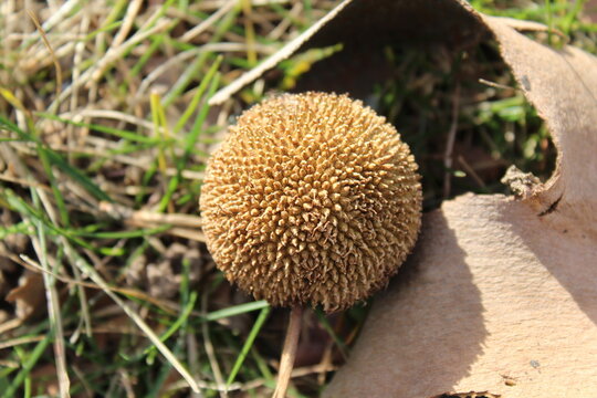 puffball mushroom