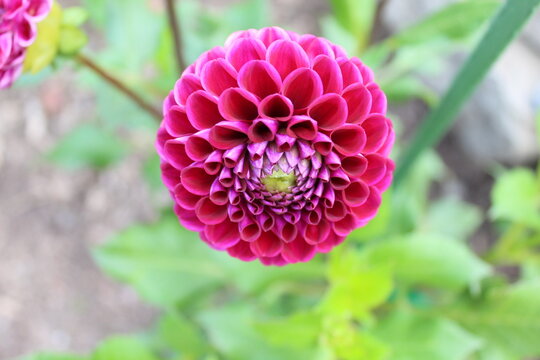 close up of a pink flower