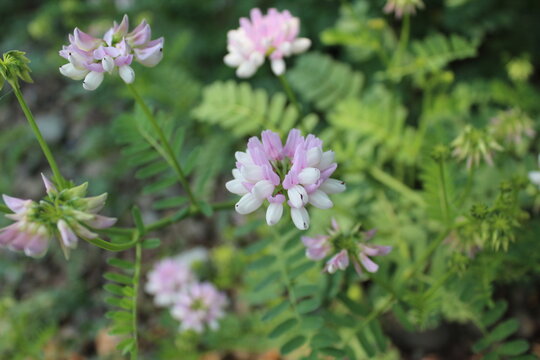 pink flowers in a field