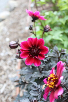 black centered dahlia