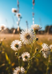 Obraz premium Golden Field Whispers