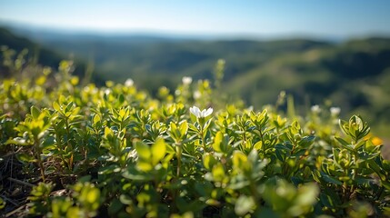 Vibrant green plants with lush foliage and delicate flowers bask under the warm sunlight, set against a serene natural backdrop of rolling hills and clear blue sky