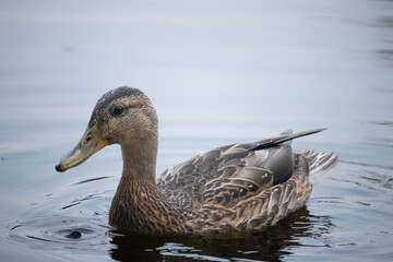 duck on the water