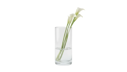 Beautiful white calla lilies in a clear glass vase creating an elegant fresh floral decoration isolated on transparent background