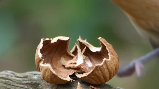 A close-up of a cracked walnut shell on a branch, with a blurred natural background.