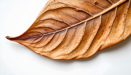 A dried leaf, which appears to be a sycamore maple leaf given its shape and the visible vein structure. The leaf is resting on a surface that seems to be a light colored countertop or table.