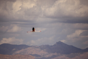 Flamingo flying over mountains near Santa Pola, Spain, under dramatic cloudy sky.
