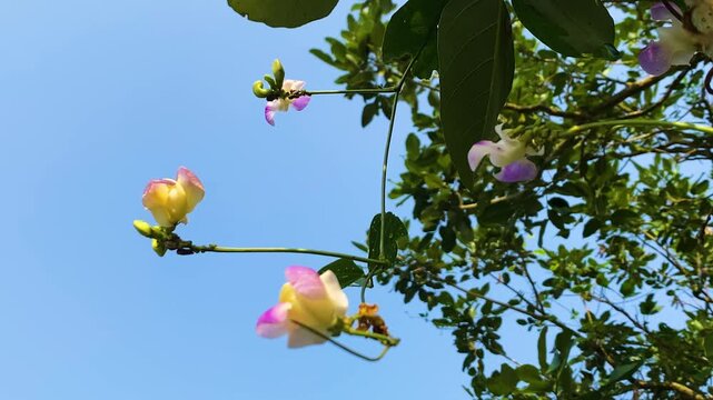 Vining Sword Bean Plant Flowers Are Papilionaceous (butterfly-like). Zoom In Shot