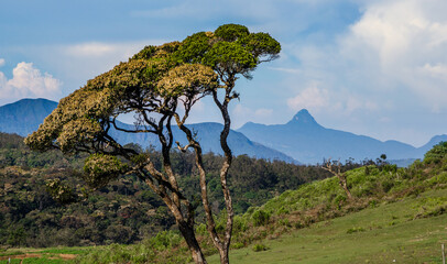 The sacred sri pada mountain also known as Adam’s peak in sri lanka seen at Ambewela, Nuwaraeliya, Sri lanka