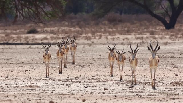 Wide shot of a herd of springboks walking in the heat of the day in the arid landscape of Kgalagadi Transfrontier Park.