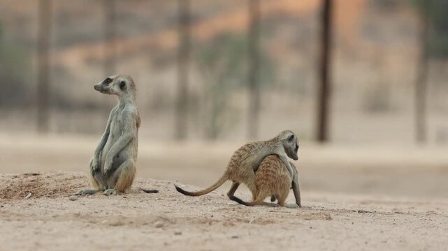 Medium shot of a adult meerkat sitting at their burrow keeping a lookout for danger while two young babies start playing, Kgalagadi Trasfrontier Park.
