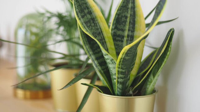 Indoor plant care tips for beginners in a home setting