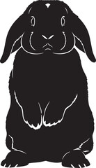 Black rabbit isolated on in a side view pose