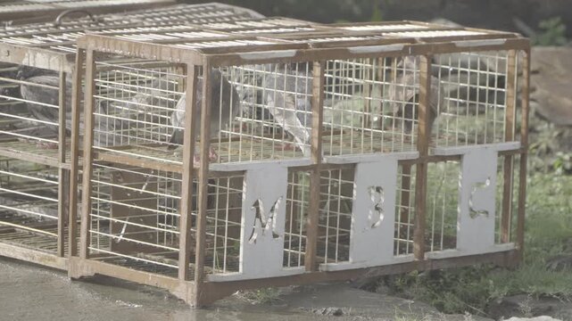 Pigeons Trapped: Caged Birds in Urban Environment, Captivity