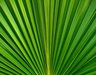 Fototapeta premium Close-up view of a vibrant green fan-shaped tropical leaf