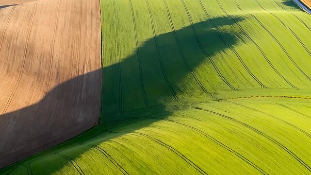 Aerial View of Rolling Fields with Contrasting Crops and Shadows