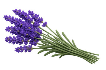 Naklejka premium Lavender flowers bouquet with green stems for aromatherapy and herbal medicine on transparent background