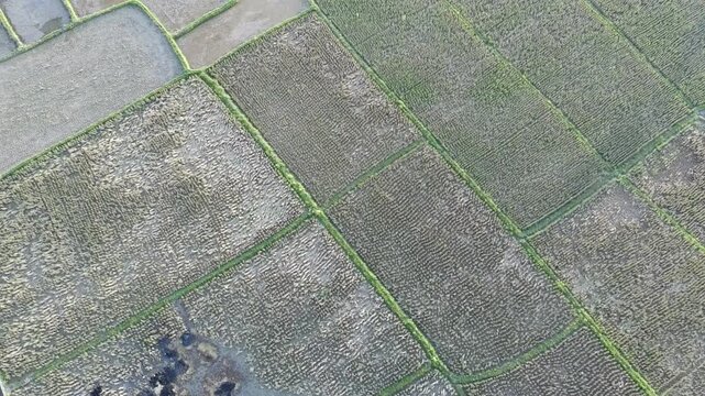 beautiful rice fields that have just been planted with rice and so on