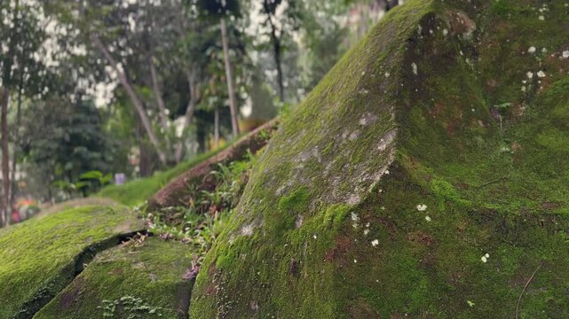 Lush green moss covering ancient rocks in a serene natural environment with blurred trees. Cinematic Nature video