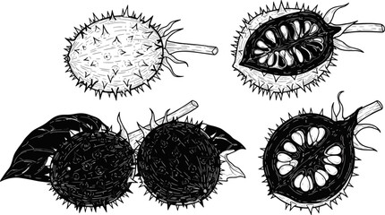 Spiky Kiwis with Leaves and Halves in Black and White Illustration