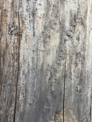 Obraz premium Weathered gray wood texture background with cracks and rough surface