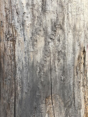 Obraz premium Aged gray weathered wooden tree trunk surface texture background