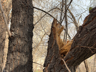 Close-up of a broken tree trunk revealing raw wood and textured bark