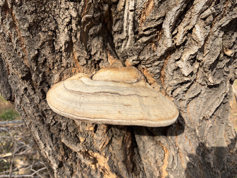 Large bracket fungus growing naturally on textured tree bark in sunlight