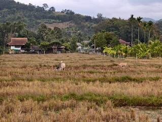A cattle egret standing on the back of a cow while grazing in a rural grass field. A natural wildlife interaction often seen in countryside landscapes.