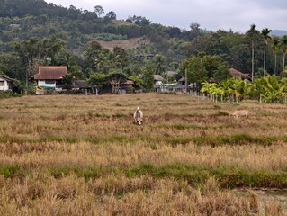 A cattle egret standing on the back of a cow while grazing in a rural grass field. A natural wildlife interaction often seen in countryside landscapes.