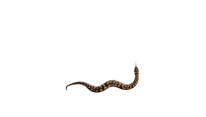 Fototapeta premium Isolated snake, detailed texture with open mouth, against solid black background