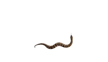 Isolated snake, detailed texture with open mouth, against solid black background