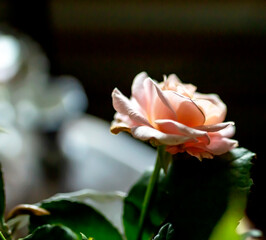 Fototapeta premium a pink rose bud blooms on a blurred background, macro