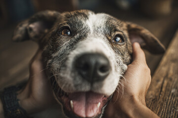 Dog receiving affection from its owner with cheerful expression and bright eyes close up, showing happiness and bond between pet and human in warm natural light