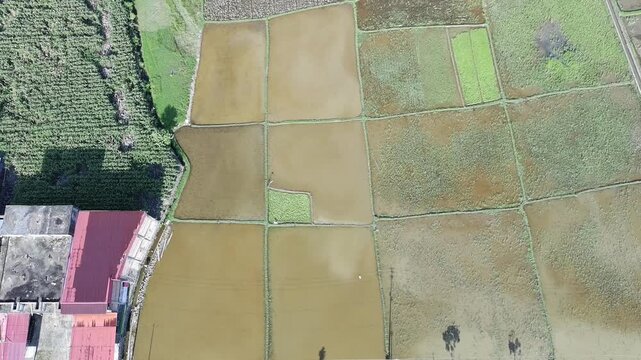 beautiful rice fields that have just been planted with rice and so on